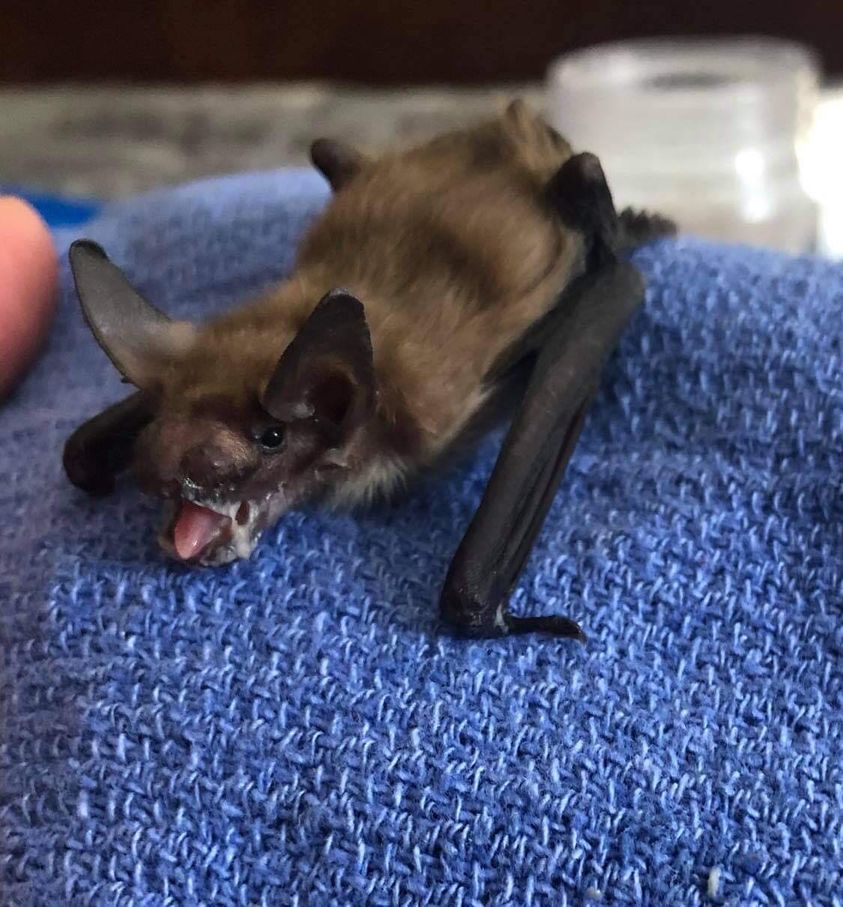 Photo of sick bat on blue cloth.