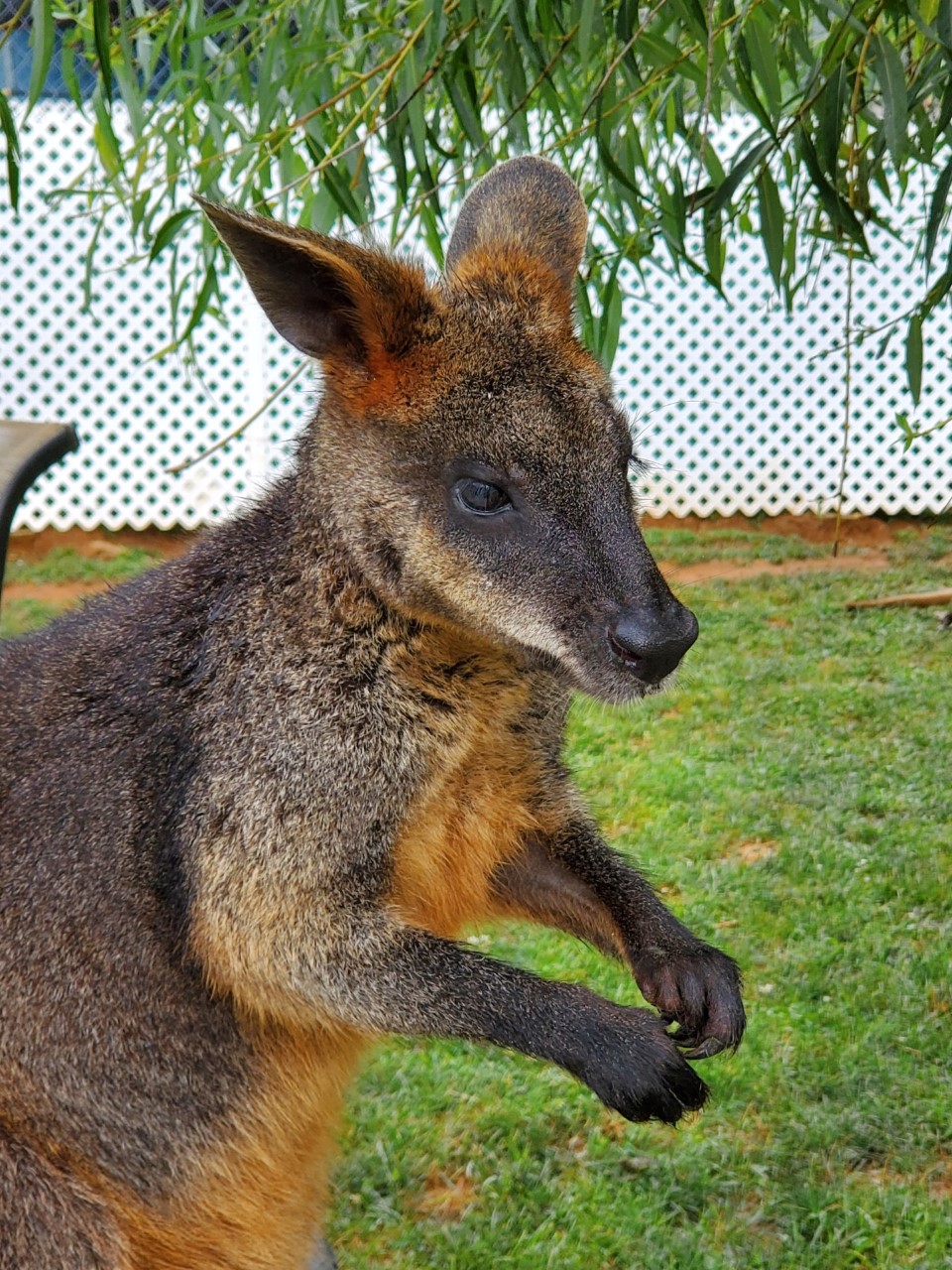 Photo of an adult wallaby.