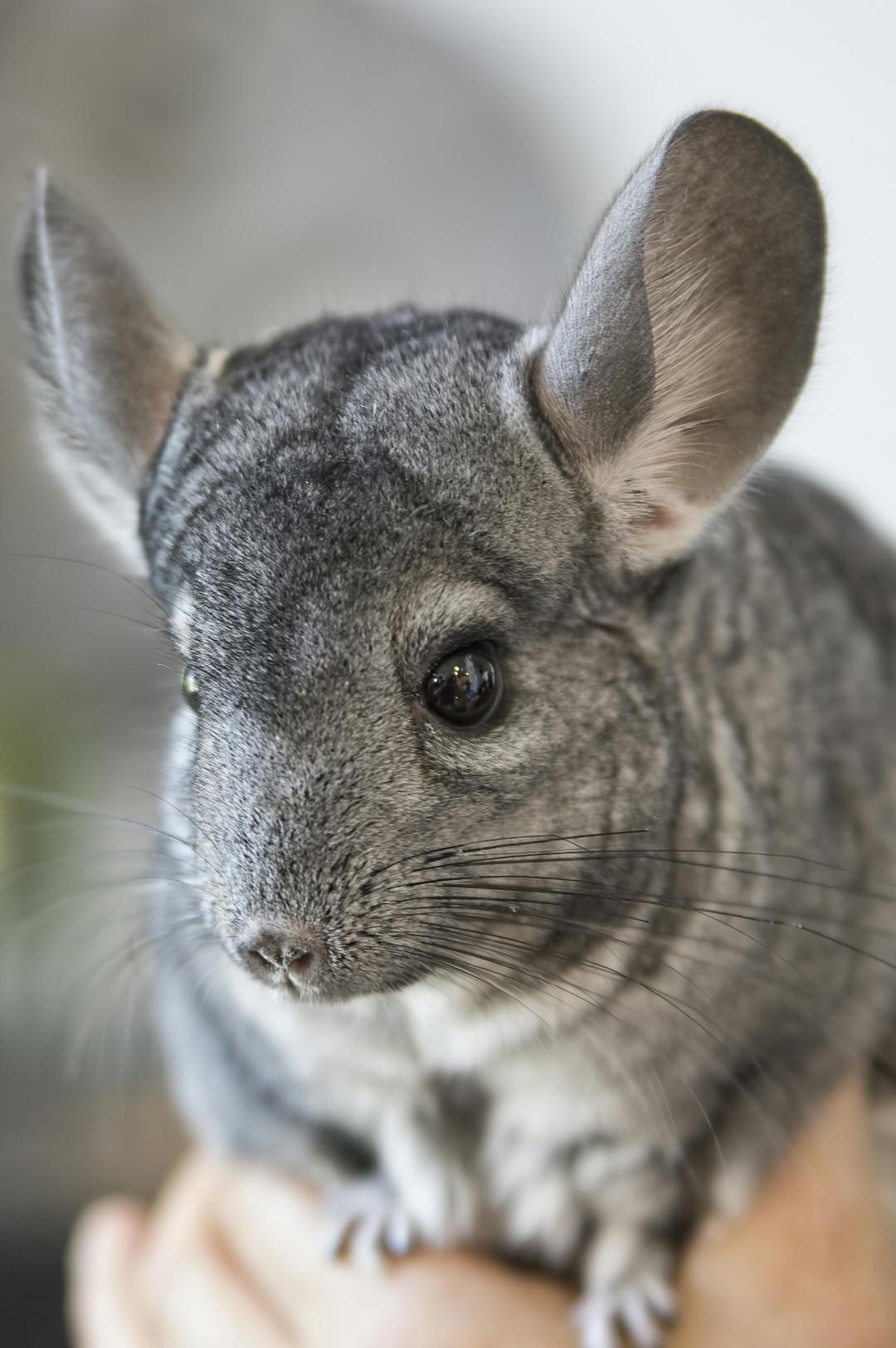 Photograph of a grey chinchilla.