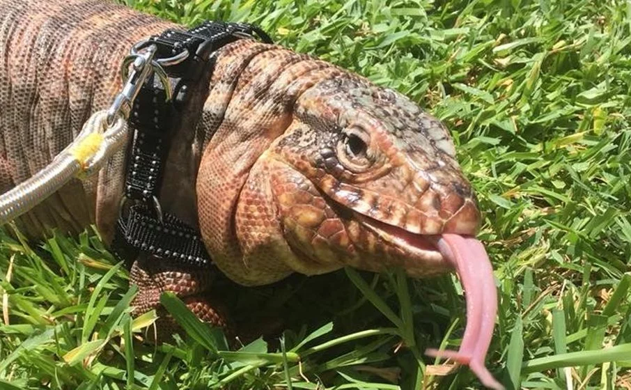 Photo of reptile on a leash.