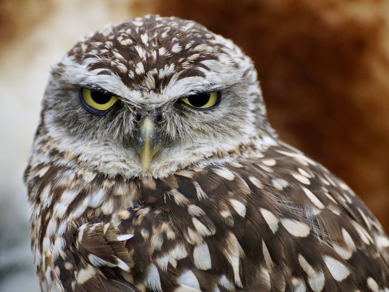 Close-up of burrowing owl looking straight at camera