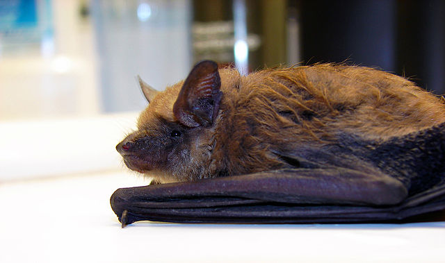Big Brown Bat, Eptesicus fuscus, laying on countertop by Matt Reinbold
