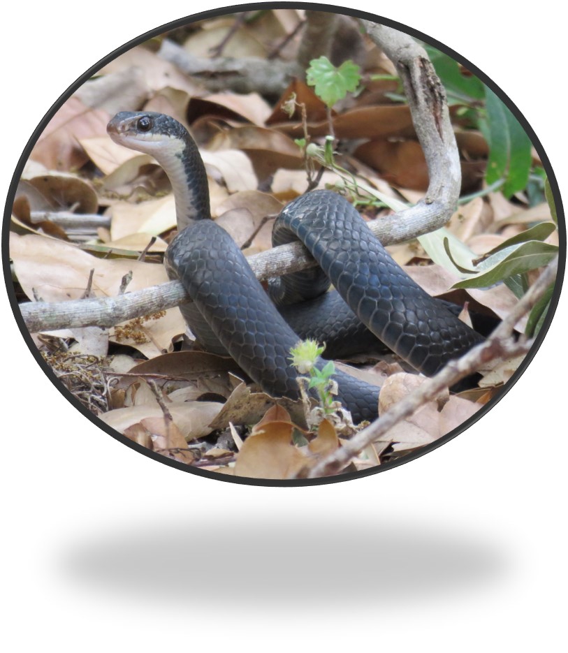 black rat snake wrapped around branch by Jayne Johnston