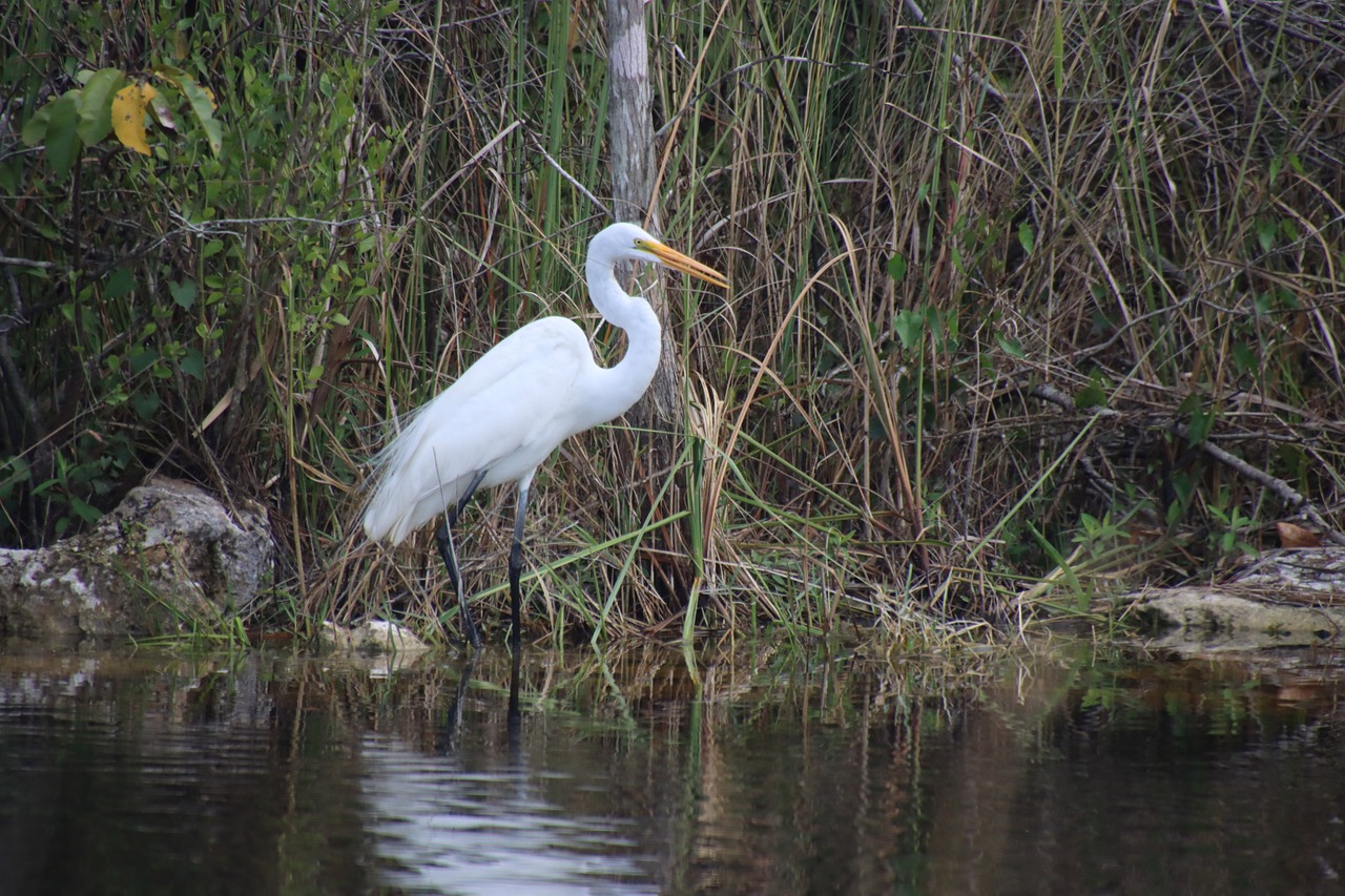 Great white heron standing in water