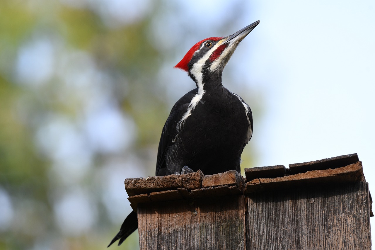 Pileated woodpecker sitting on a post