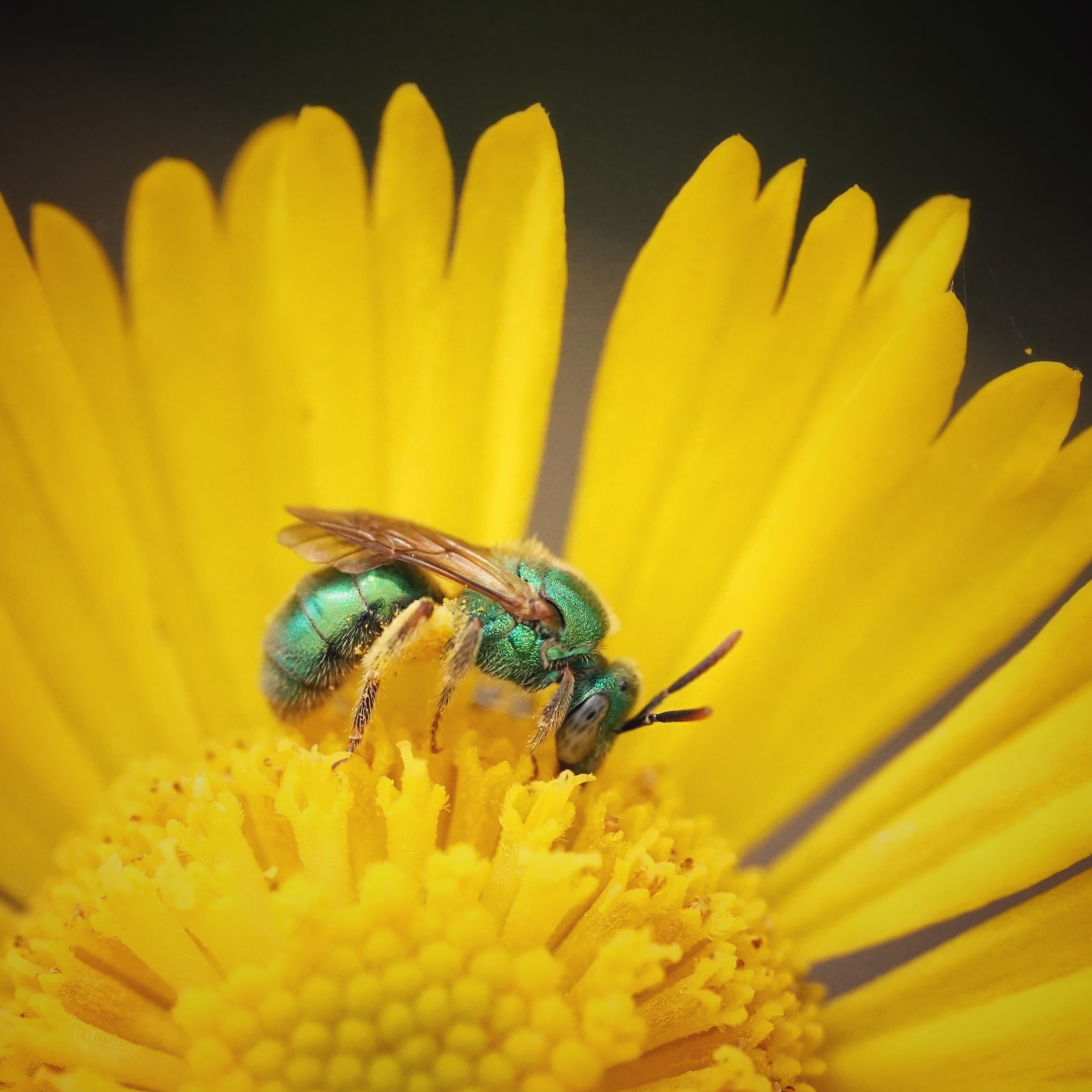 green metallic sweat bee on yellow flower