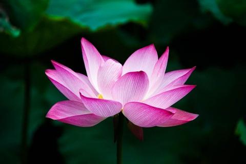 Pink lotus flower