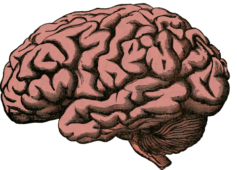 illustration of human brain