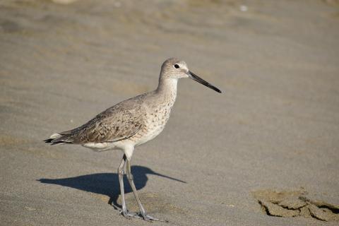 willet on the beach