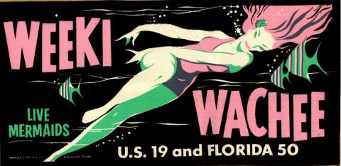 Weeki Wachee bumper sticker advertising live mermaids. Mermaid in pink swimsuit swims through the middle surrounded by fish.