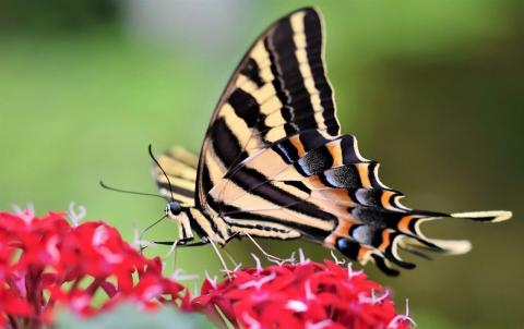 swallowtail butterfly on red flowers