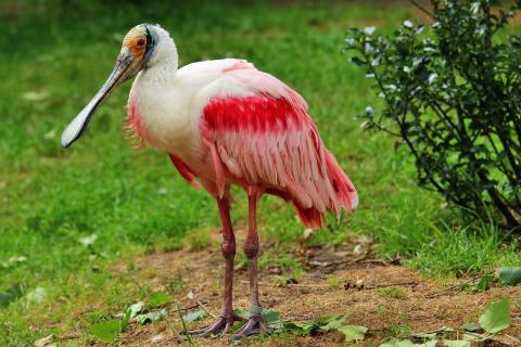 roseate spoonbill