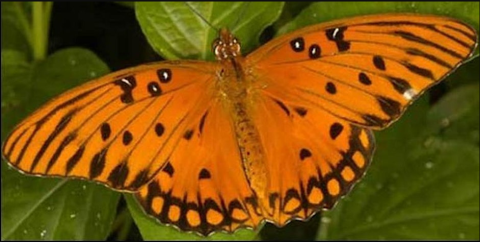 Backyard Butterfly