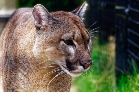 Florida panther