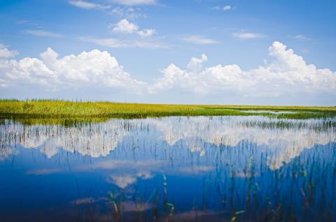 Everglades
