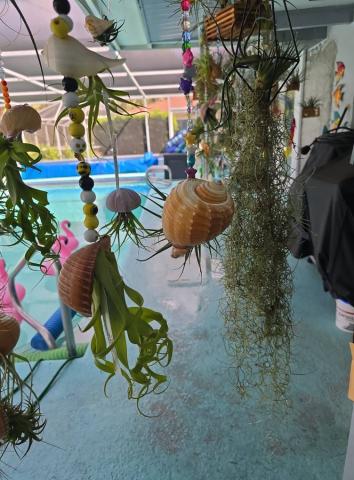 Air plant hangers