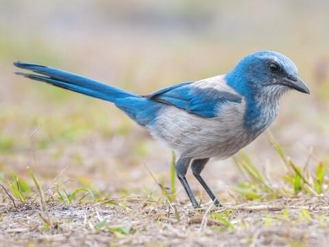 Florida Scrub-Jay