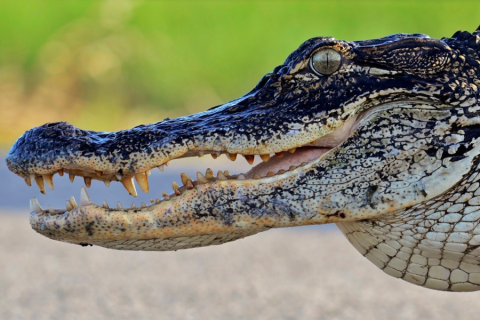 Living with Alligators Image