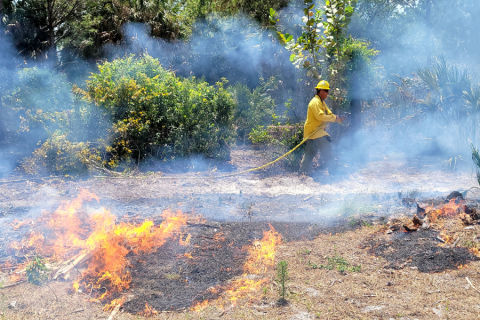 Prescribed Fire in Florida image
