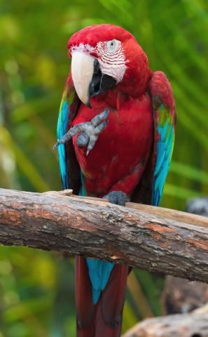 Bird