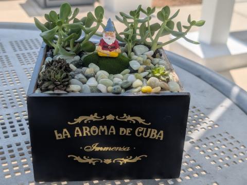 Cigar Box Planter