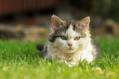 kitten laying on grass