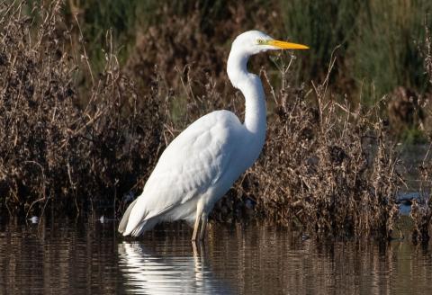 Great White Egret standing in water