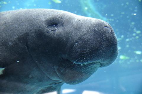 close-up of manatee face