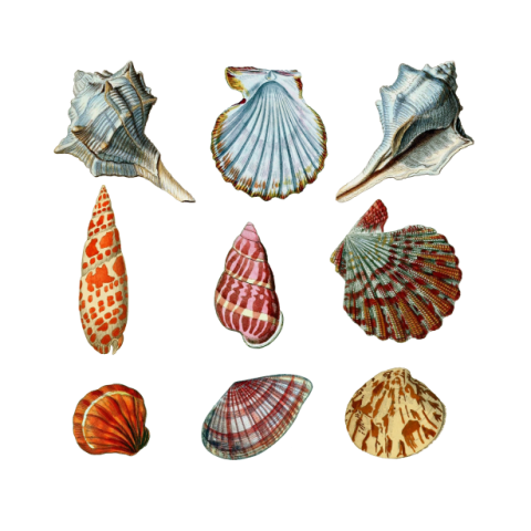 Shells