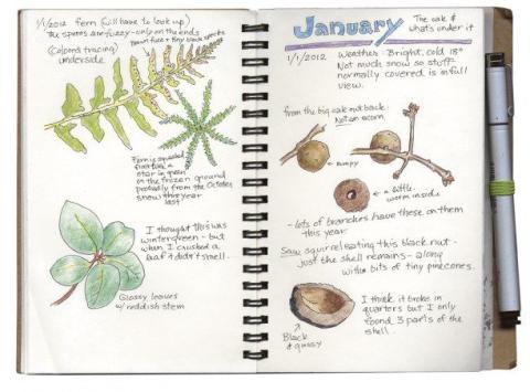 Example of a Nature Journal