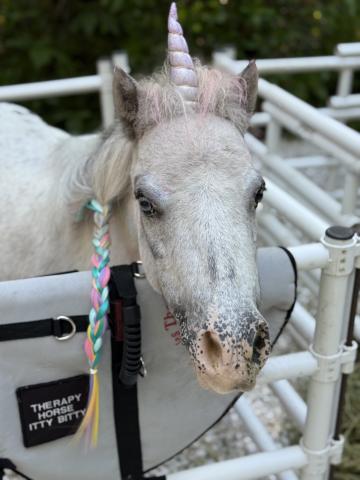 Naples Therapeutic Riding Center