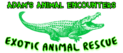 Adam's Animal Encounters