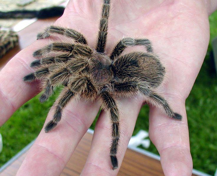 Photo of a brown tarantula. 