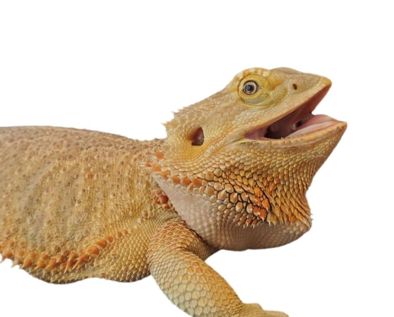 Photo of bearded dragon.