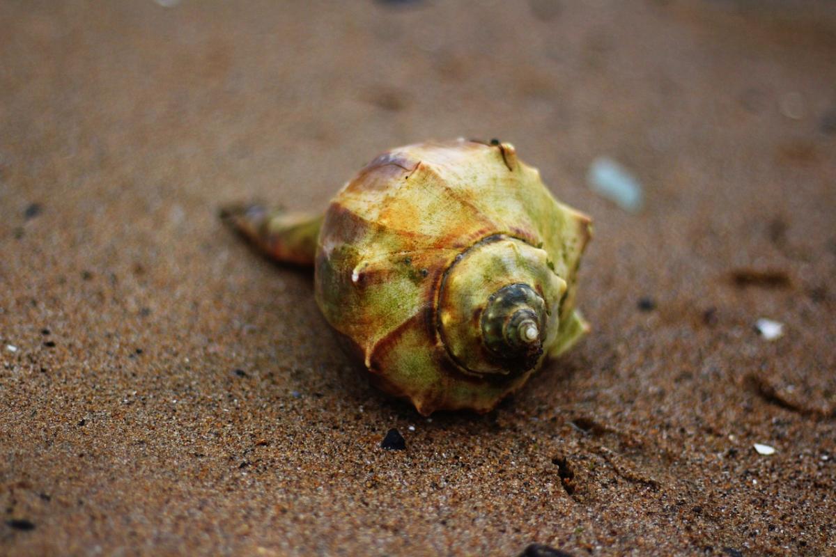 Conch shell on sand