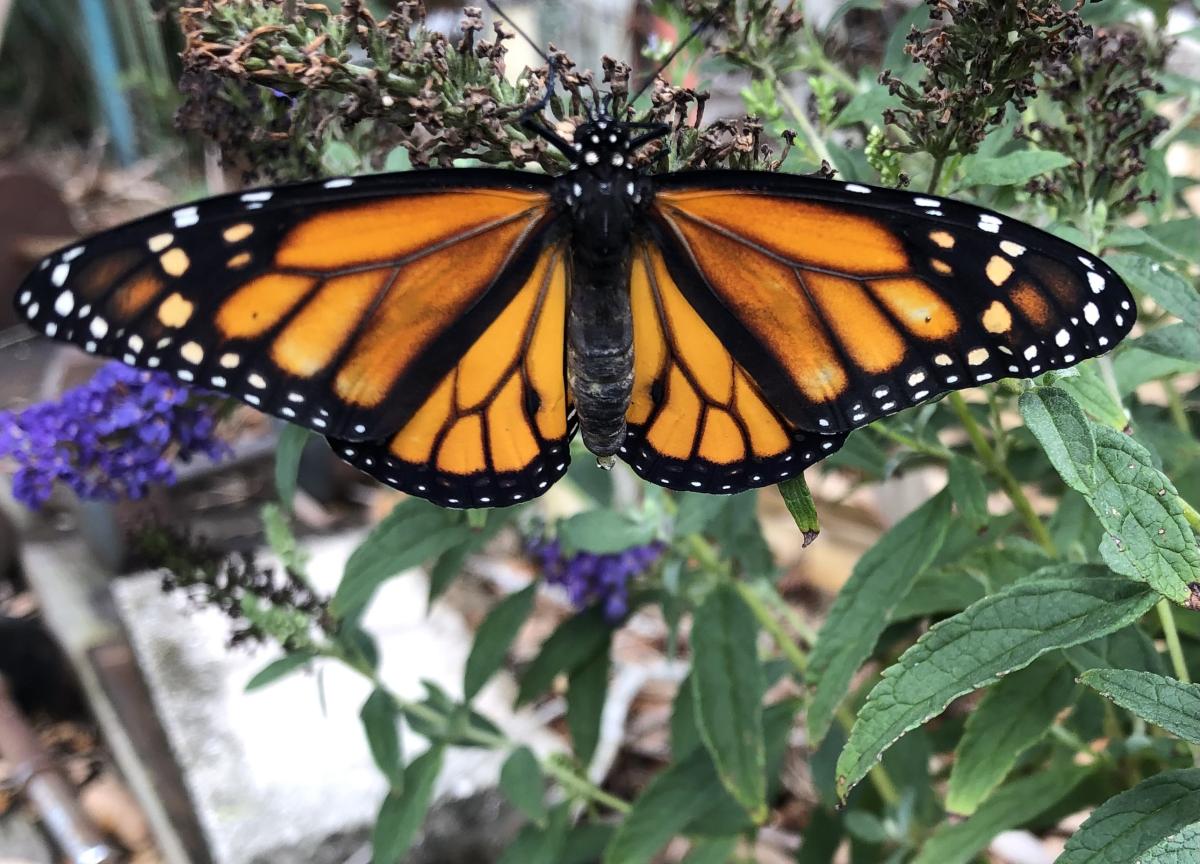 Plant a Butterfly Garden