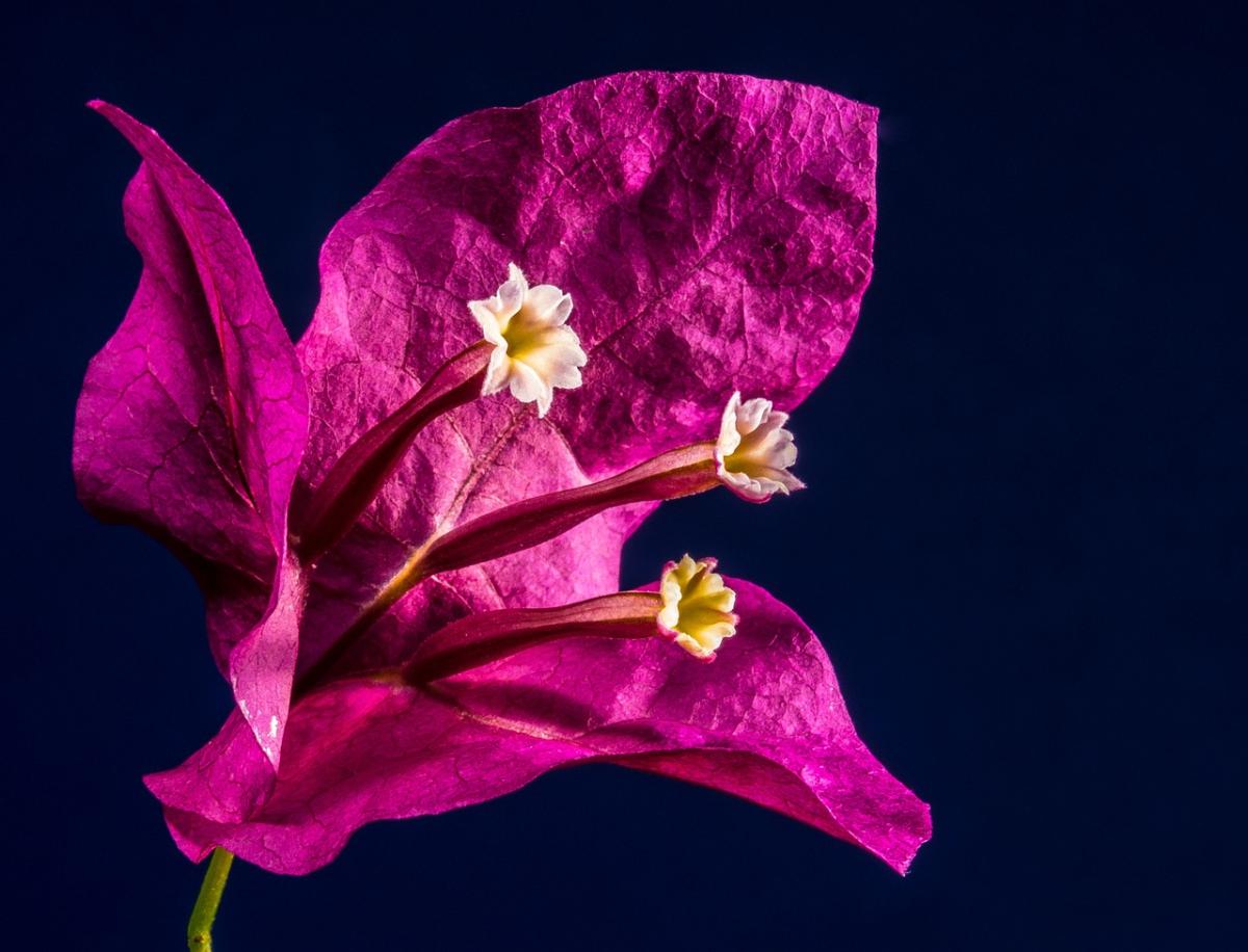 single bougainvillea blossom