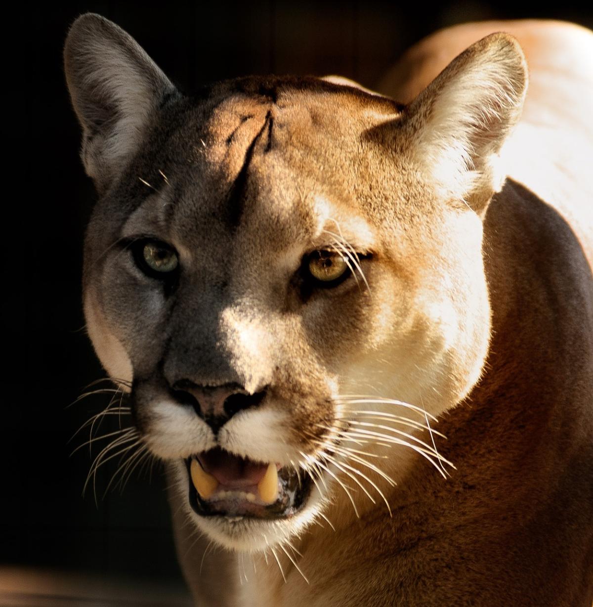 Florida panther