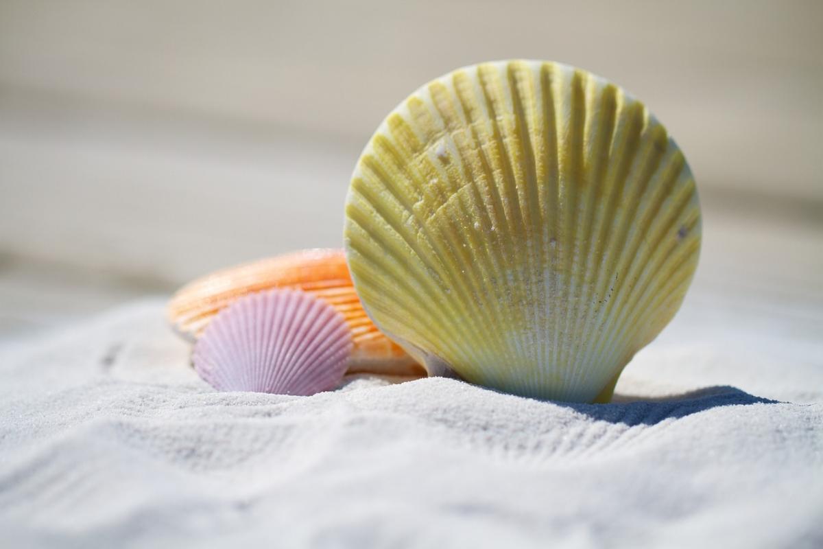 three shells in sand