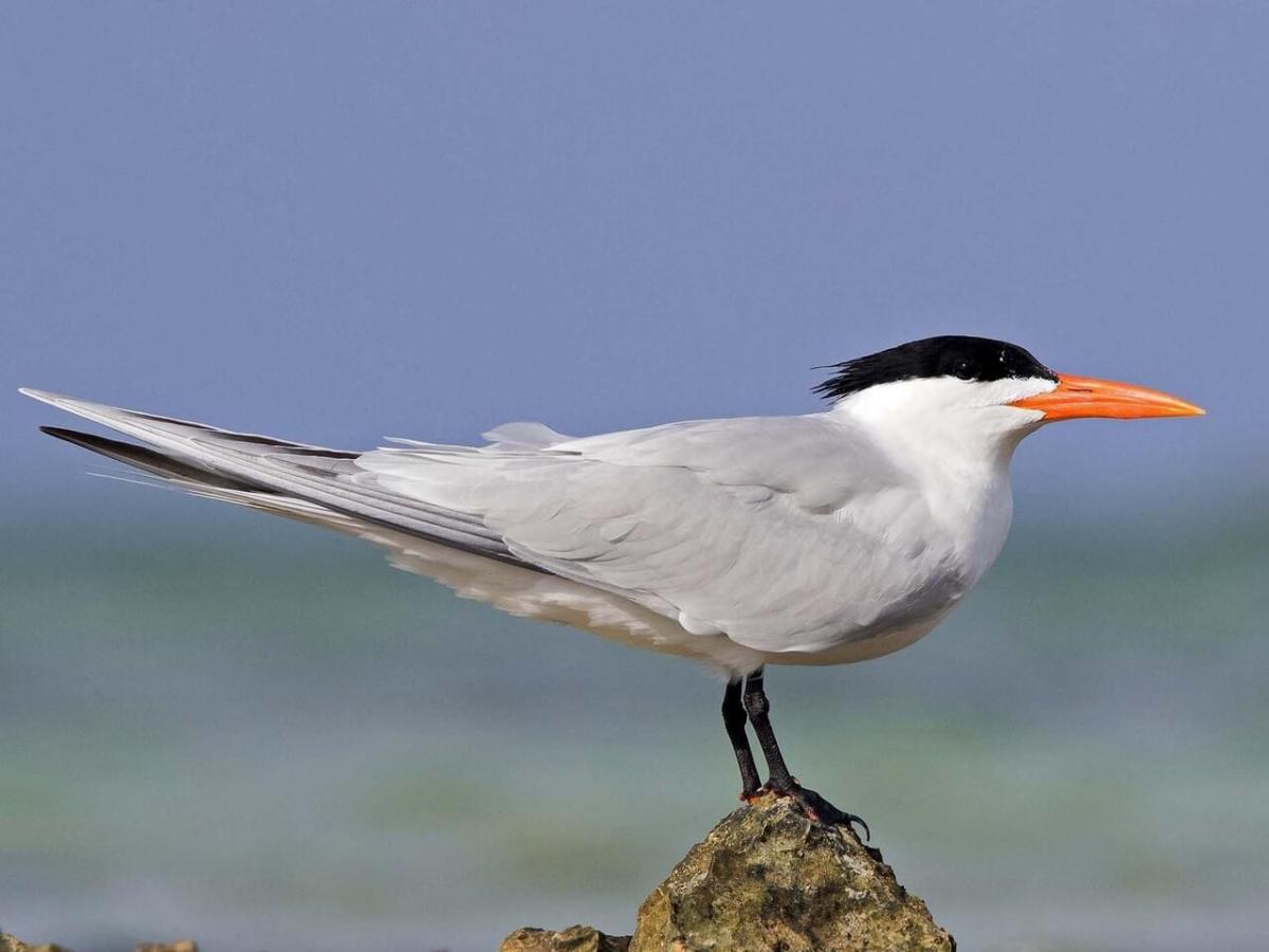 Royal tern
