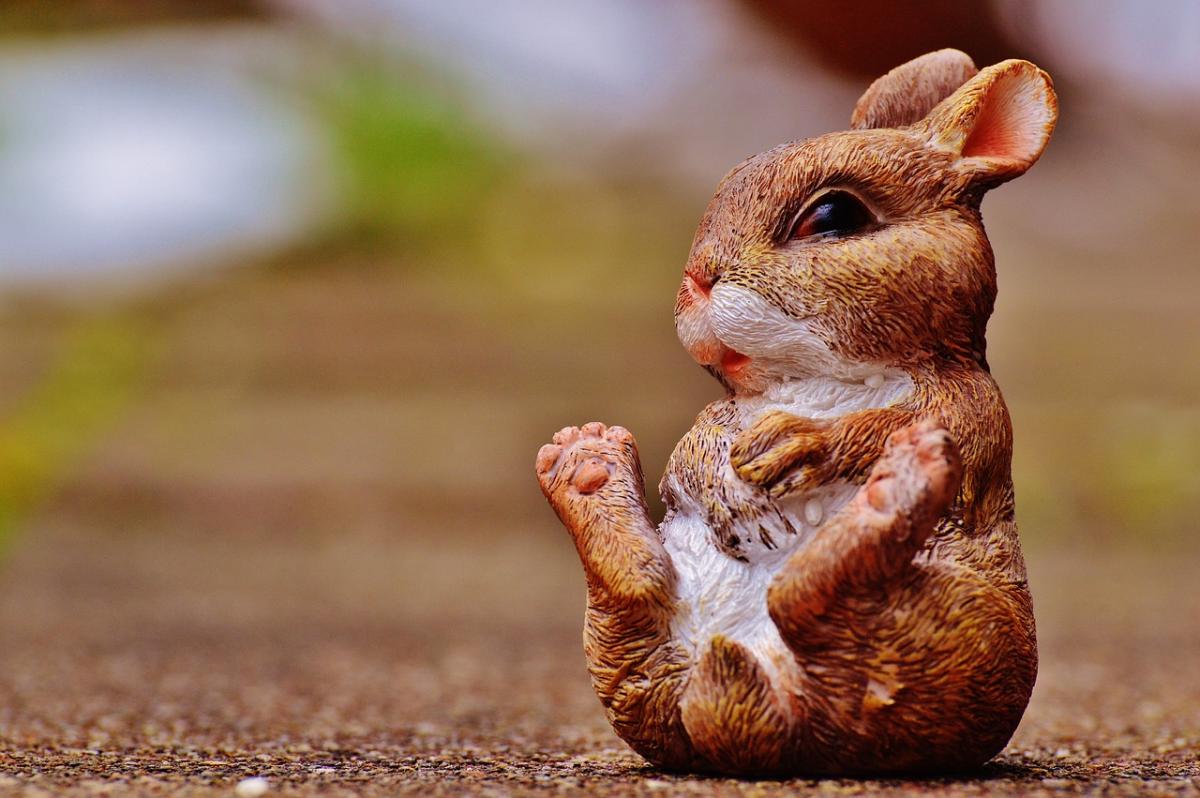 rabbit