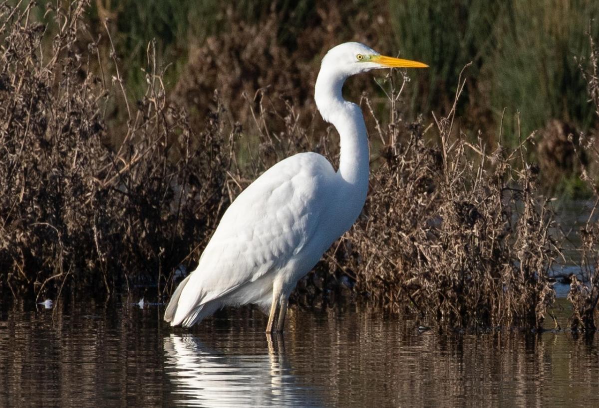 Great White Egret standing in water