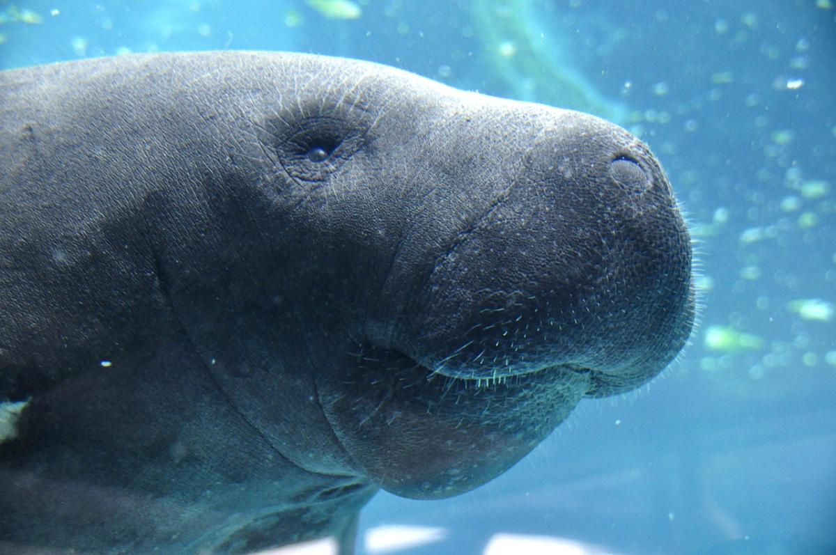 close-up of manatee face