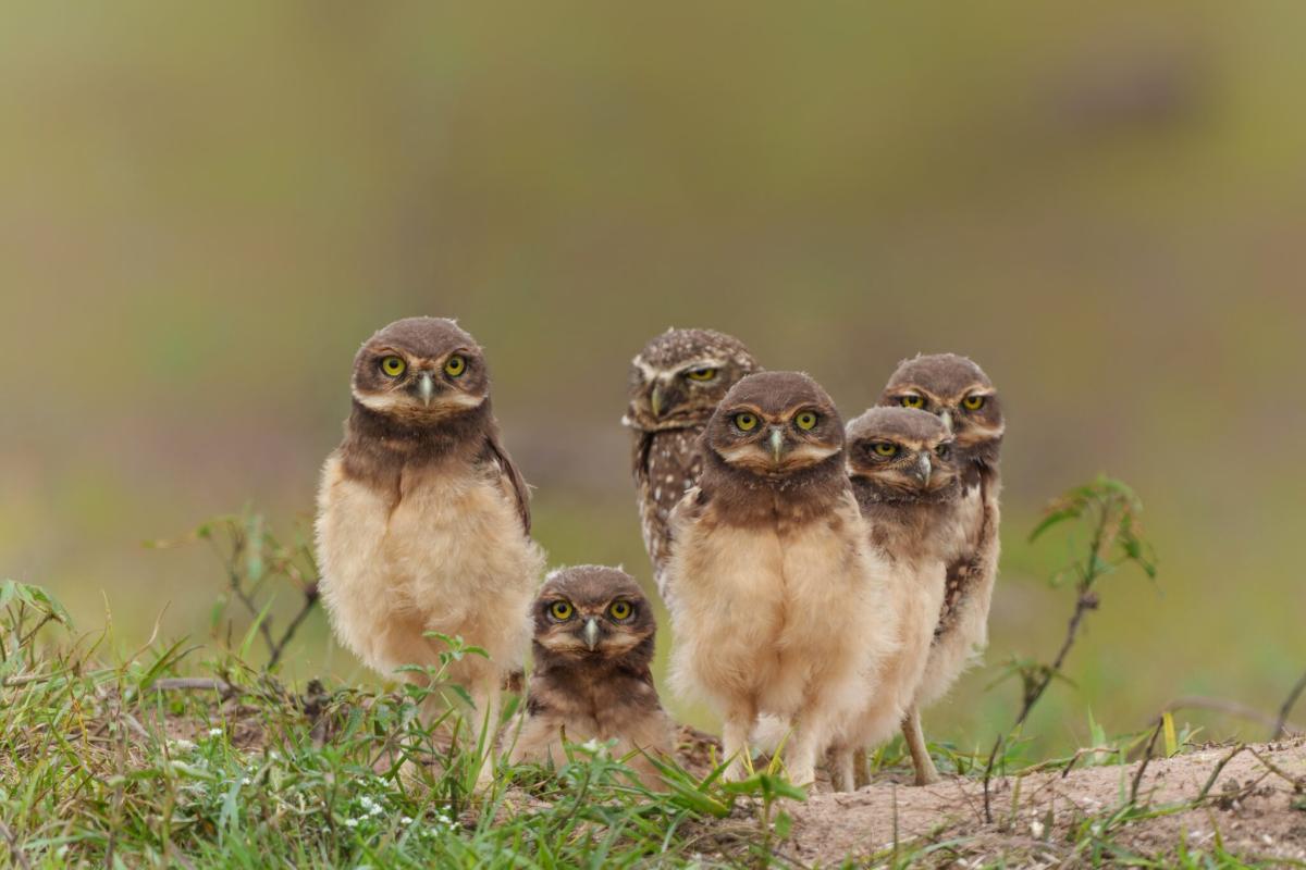 Burrowing Owls