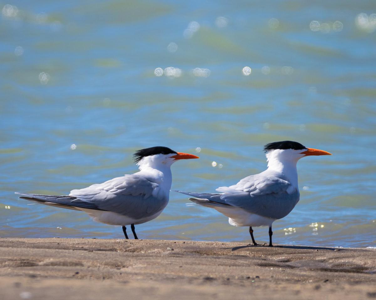 two royal terns on the beach