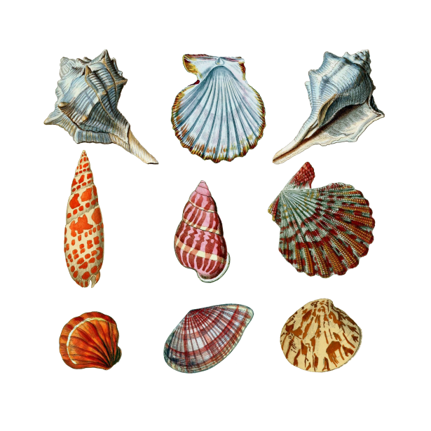 Shells