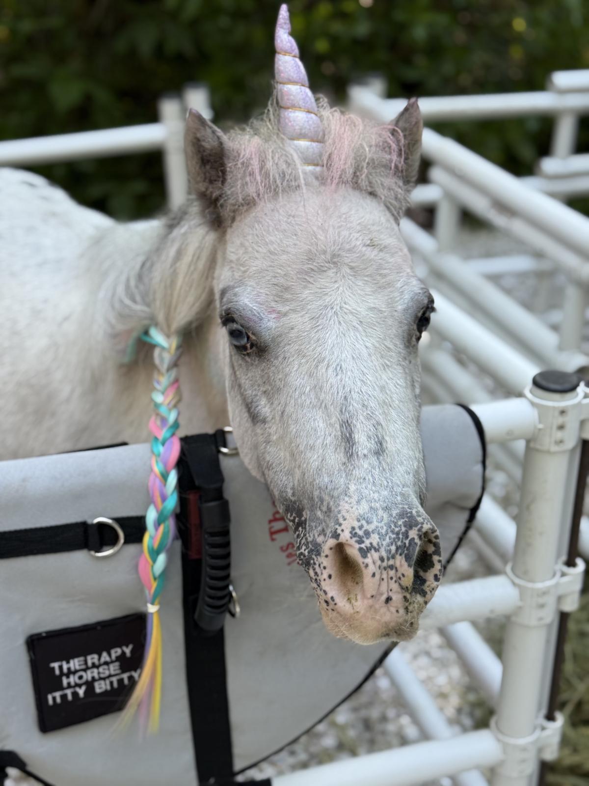 Naples Therapeutic Riding Center